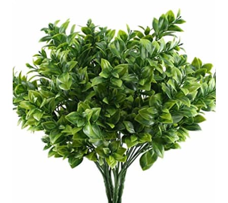 Boxwood
