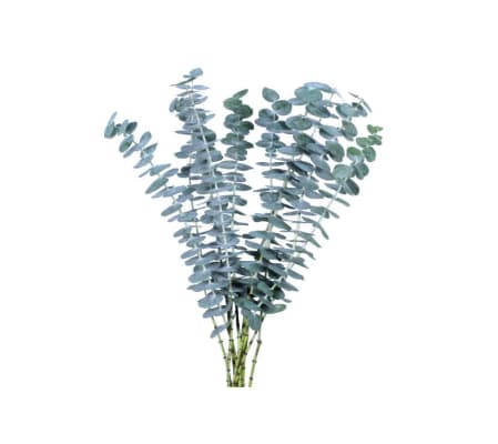 Baby Blue Eucalyptus