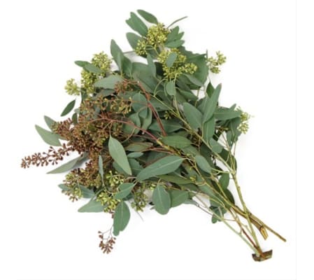 Seeded Eucalyptus