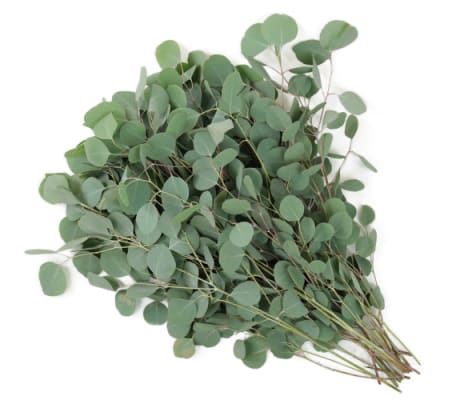 Silver Dollar Eucalyptus