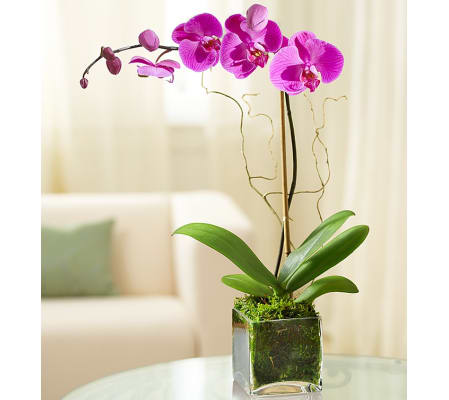 Elegant Purple Orchid