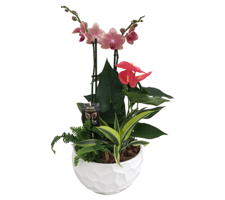 The Orchid Planter