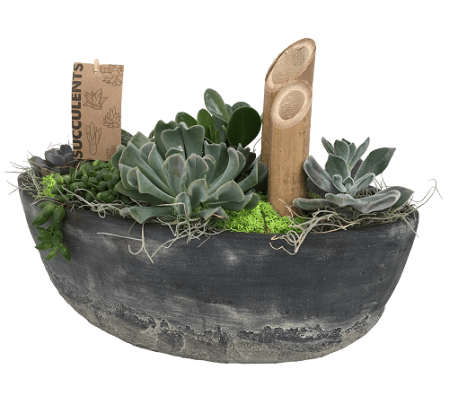 The Succulent Boat