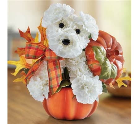 Adogable for Fall