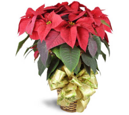 Pretty Holiday Poinsettia