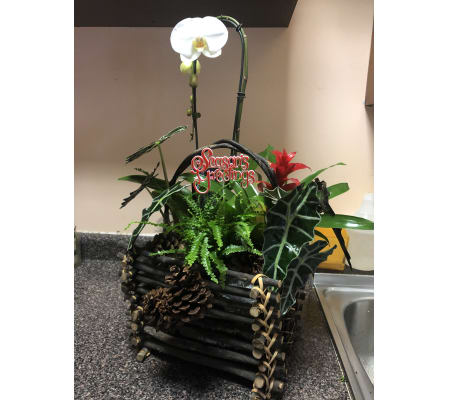 Large Mix Plants with Orchid