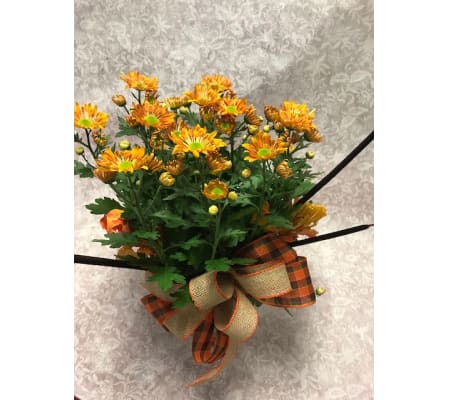FALL MUM PLANT
