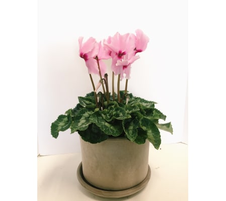 Stunning Cyclamen