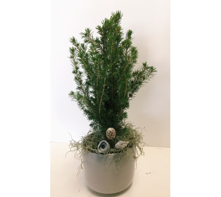 Angelic Alberta Spruce