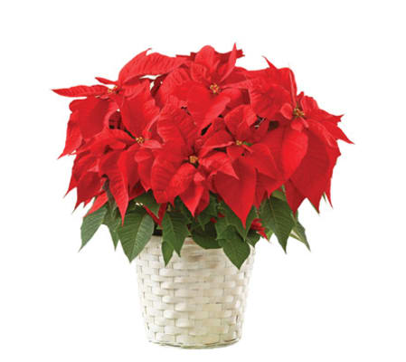 Vibrant Red Poinsettia Flowering Plant