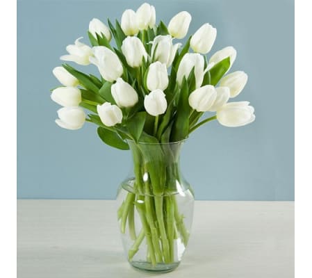 White Tulips