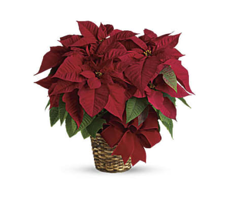 Red Poinsettia Bouquet