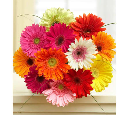 SALE!!! 12 Wrapped Mini Gerbera Daisies