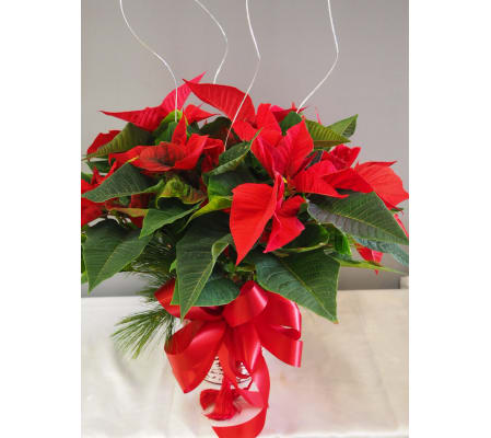 Classic Red Poinsettia 6