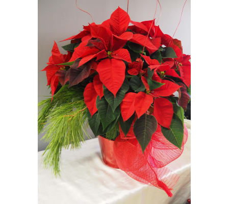 Classic Red Poinsettia 8