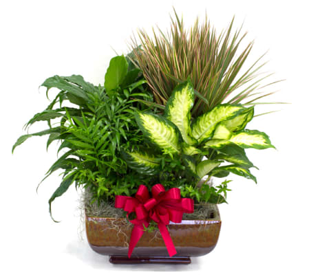 Extra Large Sympathy Dish Garden plant