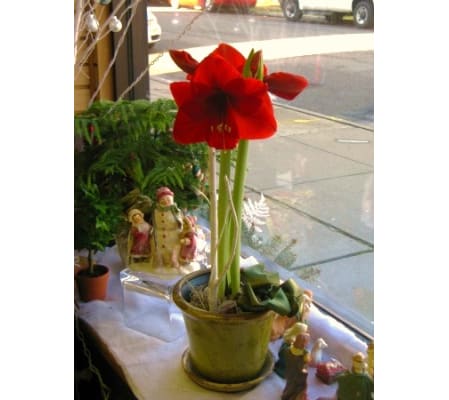 Amaryllis Plant in Ceramic Pot