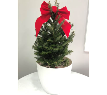 LIVE 4FT FRASER FIR CHRISTMAS TREE IN WHITE EVA PLANTER