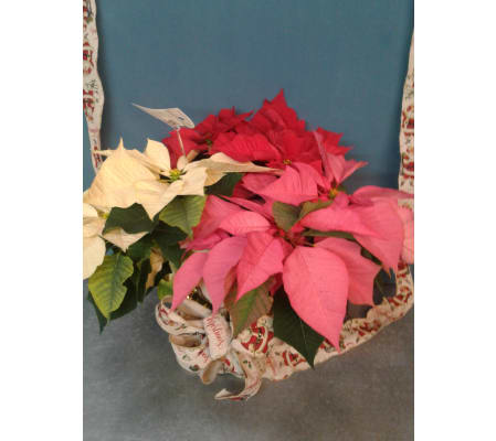Combo Color Poinsettia