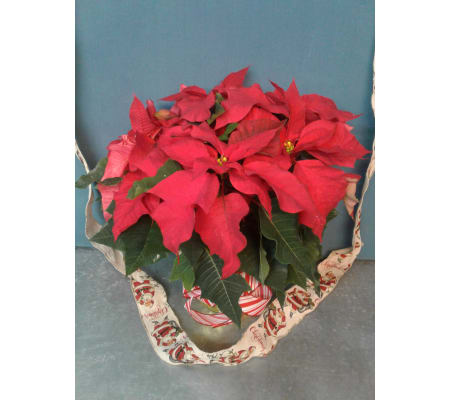 Red Christmas Baby Poinsettia