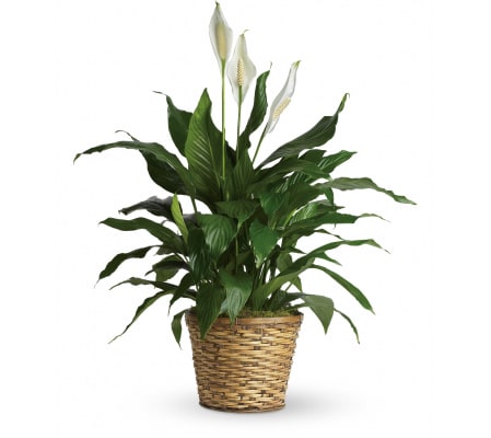 Peace Lily Plant w/ Basket