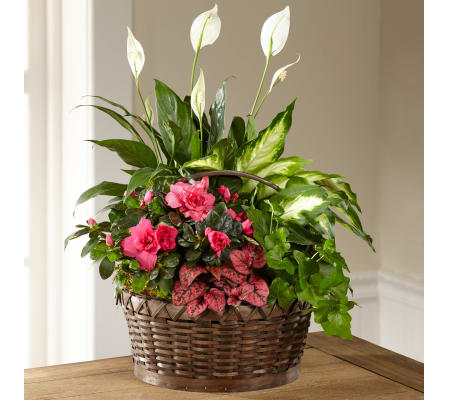 Living Basket