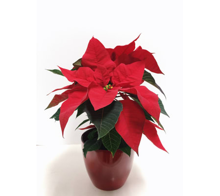 Perfect Petite Poinsettia