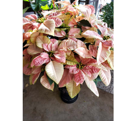 MARBLE POINSETTA