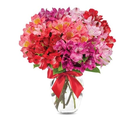 Peruvian Lilly Romance