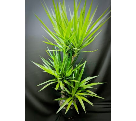 Yukka plant 8''