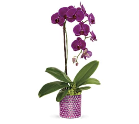 Dazzling Orchid