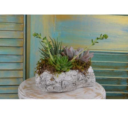 Green Birch Succulent Garden