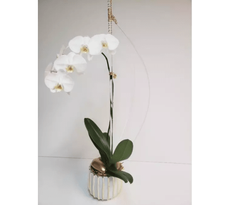White Orchid Plant Setting