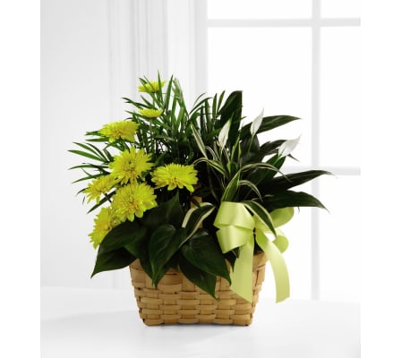 Loving Light Basket Dishgarden