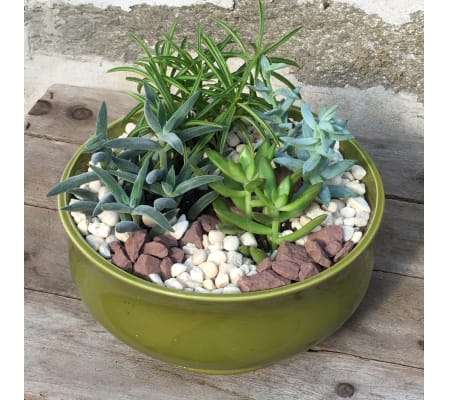 Succulent Garden - Medium
