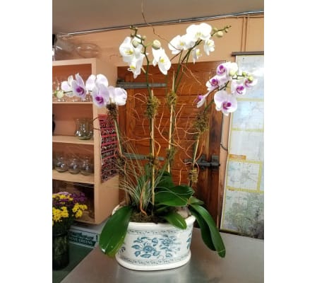 ASIAN ORCHIDS