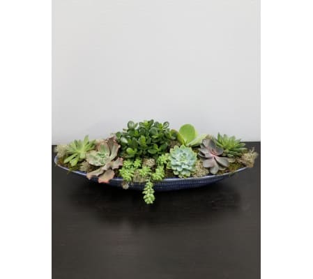 SUCCULENT SUCCOR