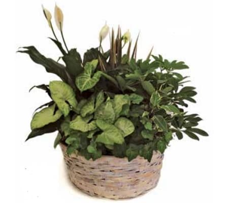 Planter - Extra Large Basket - 714