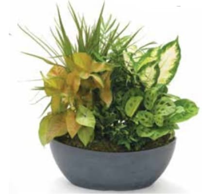 Planter - Long Planter - 710D