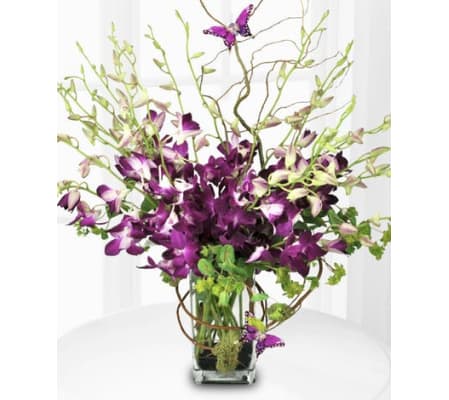 Exotic Butterfly Orchids