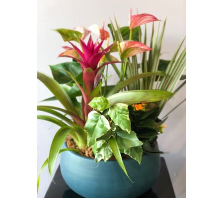 Dark blue mixed Anth