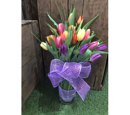 Rainbow of Tulips