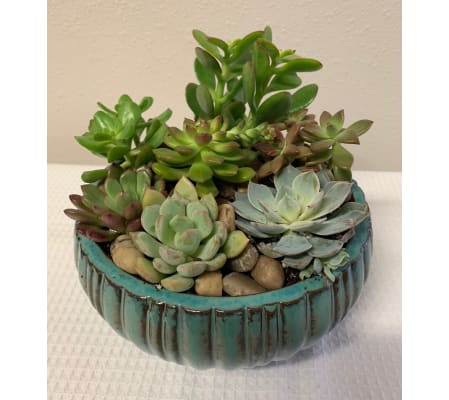 Round Succulent Garden