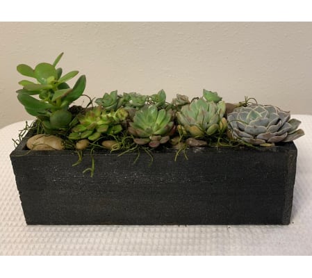 Succulent Dream