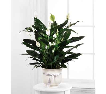 Peace Lily Planter