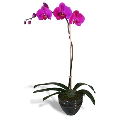Simple Purple Orchid 2020