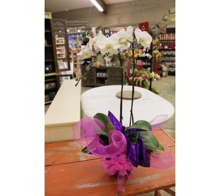 Orchid with Bow and Wrap