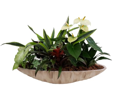 Oval Tropical Planter
