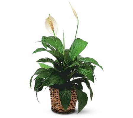 Elegant Peace Lily Plant