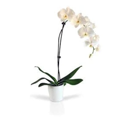 Stunning White Orchid